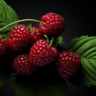 树莓派的五种最奇特的用途
